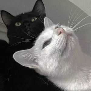 新婚H圆房～H嗯啊1V1
