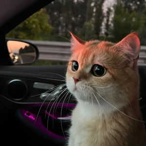 新婚H圆房～H嗯啊1V1
